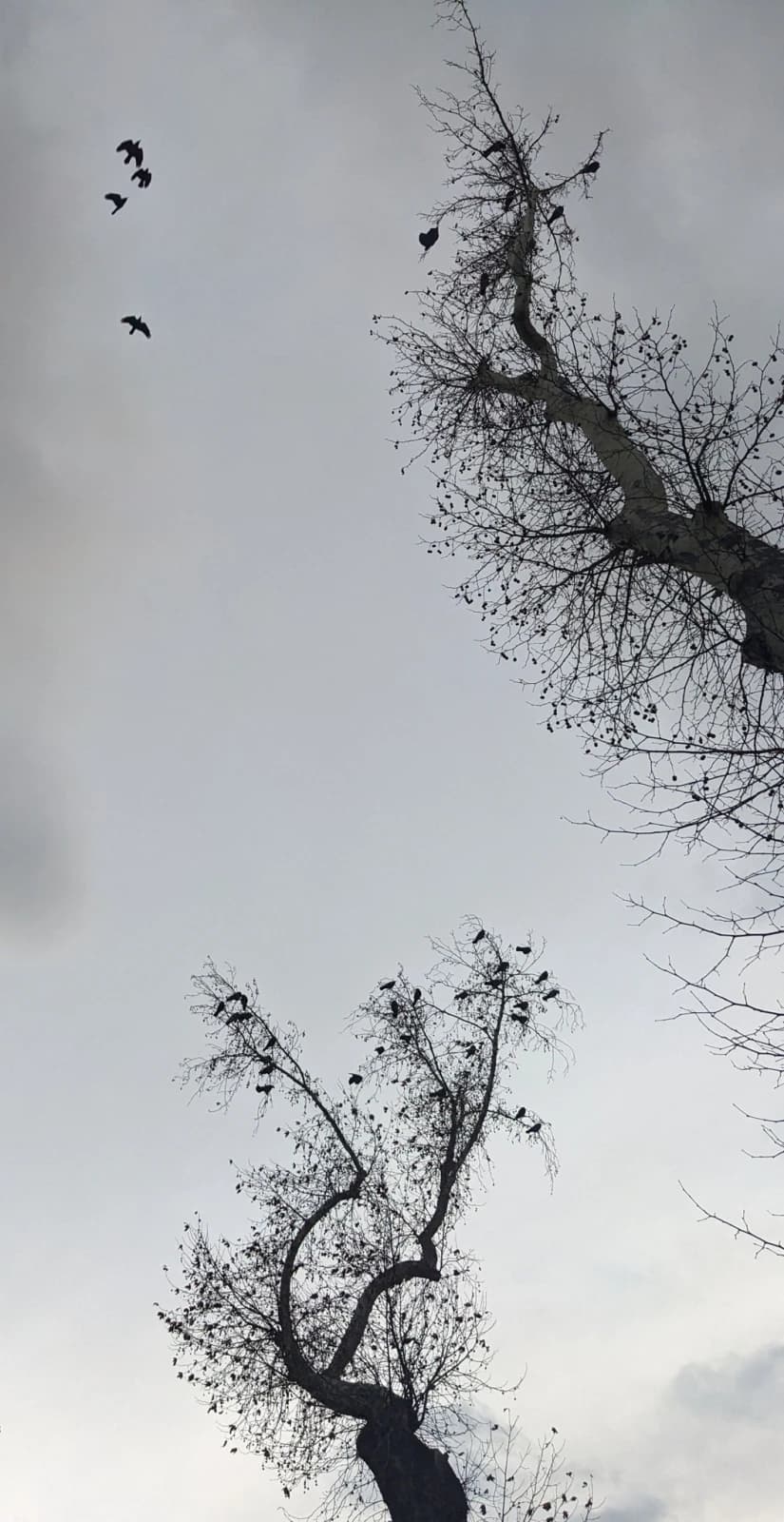 მარტო ხე ლა